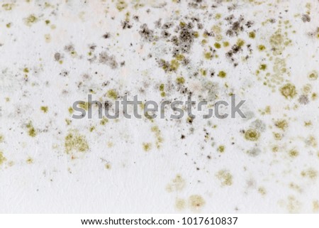 Mold on a white wall as a background