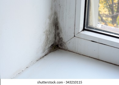 Mold On The Window In The House