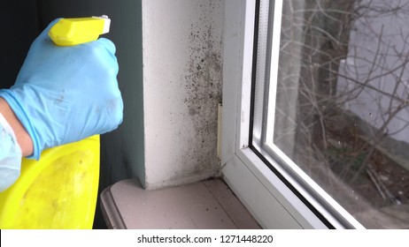 Mold removal company. Worker of cleaning service removes the mold using antimicrobial spray - Powered by Shutterstock