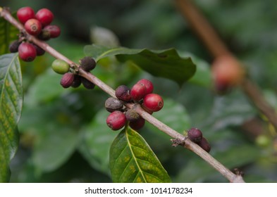 Mold And Rotten Bad Quality Coffee Berries On Its Plant, The Coffee Berries That Went Mouldy Could Not Be Made Good Taste Drinks And The Rotten Coffee Beans Can Cause Health Problem After Consuming