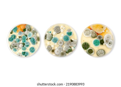 Mold samples isolated on white background. Copy space for your text. A petri dish with colonies of microorganisms for bacteriological analysis in a microbiological laboratory. Close up view of mould - Powered by Shutterstock