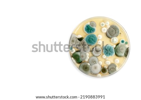 Mold samples isolated on white background. Copy space for your text. A petri dish with colonies of microorganisms for bacteriological analysis in a microbiological laboratory. Close up view of mould