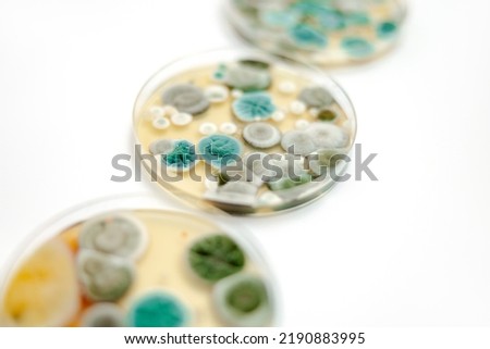 Mold samples on white background. A petri dish with colonies of microorganisms for bacteriological analysis in a microbiological laboratory. Close up view of mould.