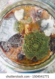 Mold In Scoby In The Jar