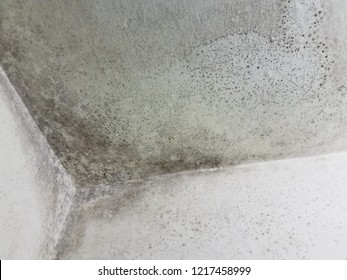 Mold wall background 
