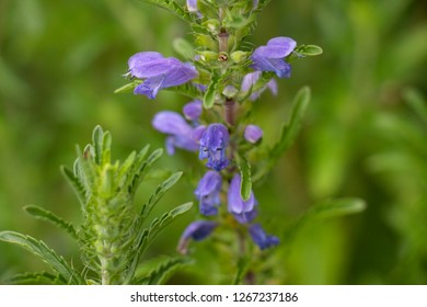 moldavian dragonhead a medicinal plant in summer in bloom - Shutterstock ID 1267237186