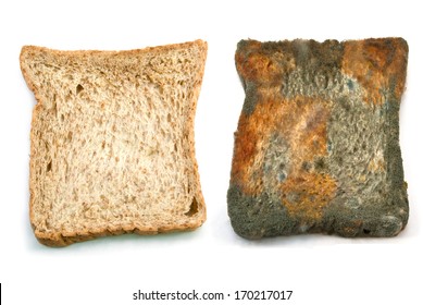 Moldy Bread