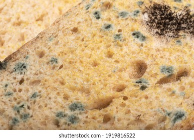 Moldy bread in mushroom spores. Spoiled food. Black mold.