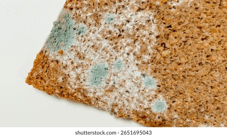 Moldy bread slice resembling a tiny universe, highlighting decays artistry, evokes Day of the Dead reflections, microbiome celebration