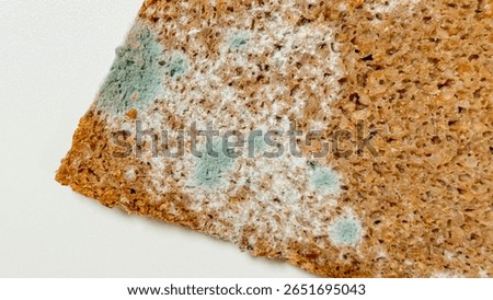 Moldy bread slice resembling a tiny universe, highlighting decays artistry, evokes Day of the Dead reflections, microbiome celebration