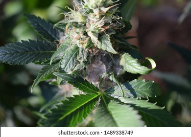 Moldy cannabis flower. Bud rot.