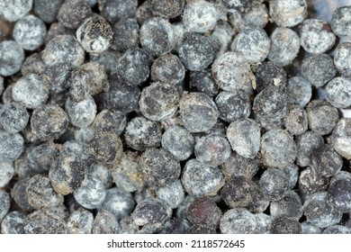 958 Moldy seeds Images, Stock Photos & Vectors | Shutterstock