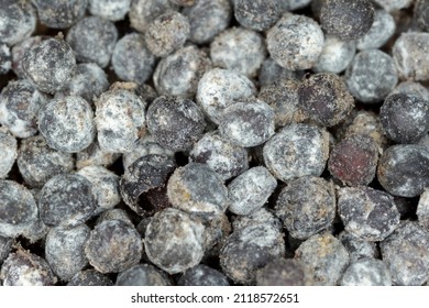 958 Moldy seeds Images, Stock Photos & Vectors | Shutterstock