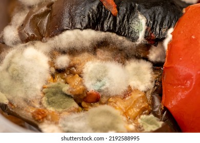 Moldy Fried Zucchini In A Plastic Food Container For Food, Close-up. Concept: Decomposition Products, Food Poisoning.