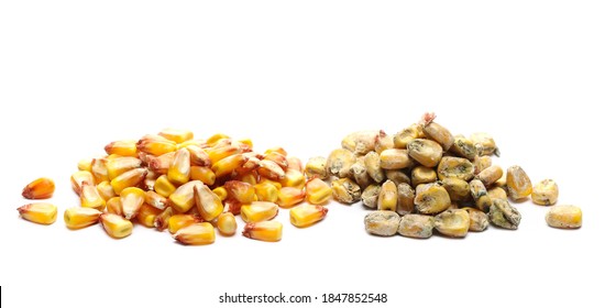 Moldy and good ripe corn kernel piles next to each other for comparison isolated on white background, Aflatoxin - Aspergillus flavus and Aspergillus parasiticus