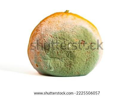 Moldy mandarin isolated on white background. Rotten fruits. Wasting food concept. Mildew covered citrus fruit.