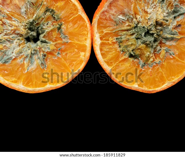 Moldy Orange Stock Photo 185911829 Shutterstock