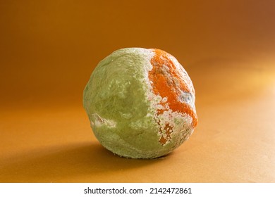Moldy orange. Rotten orange fruit on isolated color background background. Mildew covered foods. Concept of wasting food. Waiting for a long time.
