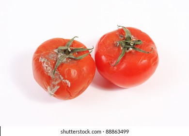 Moldy Rotten Tomatoes