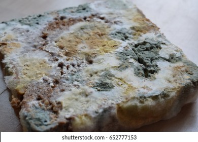 Moldy Rye Bread Different Types Colors Stock Photo (Edit Now) 652777153 ...