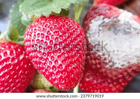 moldy, strawberry, powdery, mildew, moldy strawberry, powdery mildew, rot, rotten, strawberries, garden, mold, plant, food, fruit, mouldy, red, waste, natural, mould, culture, organic, spore, berry.