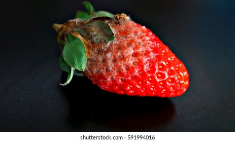 Moldy Strawberry/Decomposition Of Strawberry