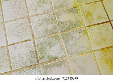 Moldy Tile Floor In Bathroom. Horizontal Image.