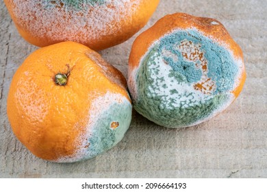 moldy, top view rotten and moldy orange and tangerine fruits on wooden table or background. citrus fruits in bad condition because of mold of mildew with selective focus