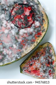 Moldy Watermellon