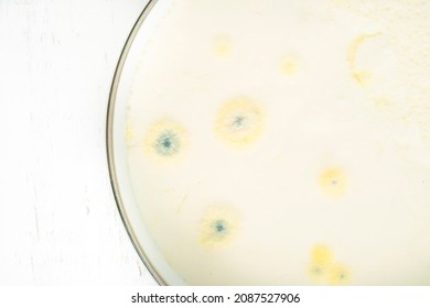 Moldy Yogurt, Growth Of Mold On Yogurt Or Dairy Product Food Surface Exceeded Expiry Date. Rotten Yoghurt Or Milk Background