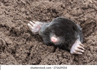 2,511 Mole digging Images, Stock Photos & Vectors | Shutterstock