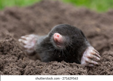 Mole