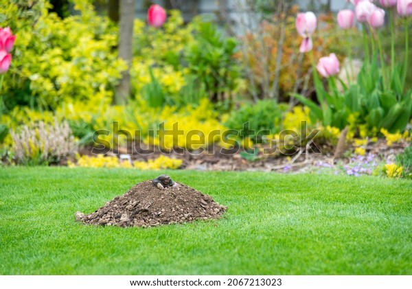 Mole animal -\
Talpa Europaea, causing damage as a pest in the garden with its\
mole hills and underground\
tunnels