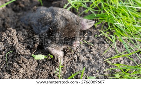 Mole burrows through soil beneath green grass. Dark fur covers its small, moist body. Tiny paws grip earth as it moves. Eyes blink slowly in dim light. Nature's quiet underground worker