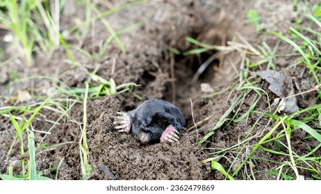 the mole comes out of the hole, the concept of fighting moles