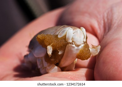 atlantic mole crab