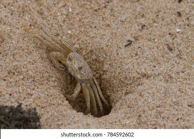 giant mole crab