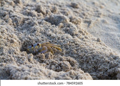 Sand Fleas Images Stock Photos Vectors Shutterstock