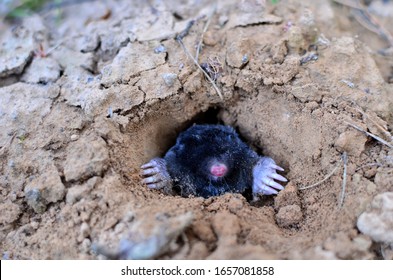 Mole crawling out of molehill above ground, showing strong front feet used for digging runs underground. Mole trapping - youngs pest control. Underground creatures damage lawn.