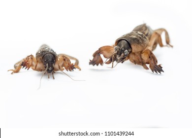 Mole cricket (Gryllotalpa gryllotalpa) dangerous pest of root system of vegetables that lives underground and gnaws holes in ground. Great bait for fishing. first number for catching catfish - Shutterstock ID 1101439244