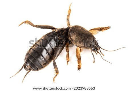 Mole cricket insect, lat. Gryllotalpidae, isolated on white background