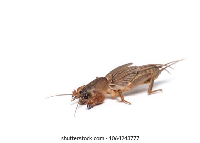 Mole Cricket Isolated On White Background Stock Photo 1064243777 ...