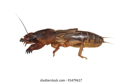 Mole Cricket Isolated On White Background Stock Photo 91479617 ...