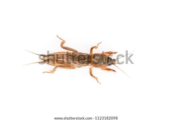 Mole Crickets Insect Living Under Ground Animals Wildlife Stock Image