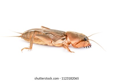 Mole Crickets Insect On White Background Stock Photo 1123182065 ...