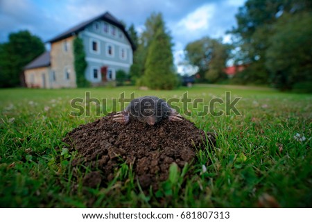 Mole in garden with house in background. Mole, Talpa europaea, crawling out of brown molehill, green grass. Wide angle lens with cute animal, urban wildlife.