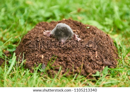 Mole in garden. Talpa europaea, crawling out of brown molehill, green grass lawn background. Selective focus