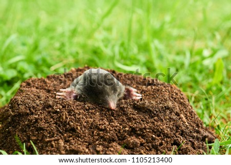 Mole in garden. Talpa europaea, crawling out of brown molehill, green grass lawn background. Selective focus