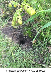 Mole Gopher Hole In Garden Bed