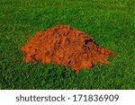 mole hill